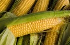 Сорт кукурузы сахарной: Кр 827 св