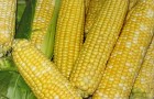 Сорт кукурузы сахарной: Кубанский биколор