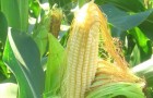 Сорт кукурузы сахарной: Кубанский сахарный 210