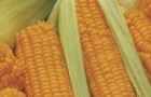 Сорт кукурузы сахарной: Ника 353