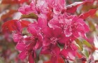 Сорт яблони декоративной: Розовое чудо