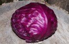 Сорт капусты краснокочанной: Рубин f1
