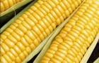 Сорт кукурузы сахарной: Золотой батам