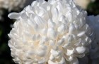 Сорт хризантемы: Белая река