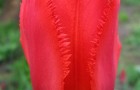 Сорт тюльпана: Фринджид апельдорн