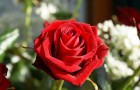 Сорт розы: Манга