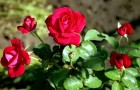 Сорт розы: Мейквалис