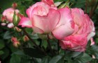 Сорт розы: Московская красавица
