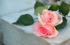 Сорт розы: Памяти гасанова