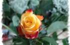 Сорт розы: Первая поземка