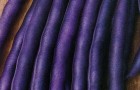 Сорт фасоли: Пурпурная королева