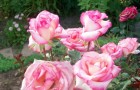 Сорт розы: Русская красавица