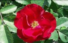 Сорт розы: Сириус