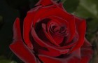 Сорт розы: Виктория