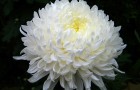 Сорт хризантемы: Загир исмагилов