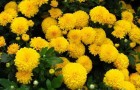 Сорт хризантемы: Золотая юрта