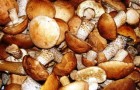 Хранение грибов