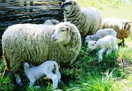 Содержание овец и коз