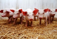Выращивание свиней