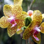 Орхидеи