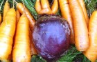 Огурец, свекла и морковь — источник здоровья на всю зиму
