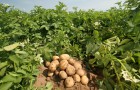 Секреты картофельной эволюции на службе фермеров и садоводов