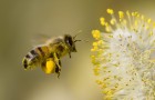 Городские пчелы используют пластик для ульев