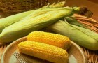 Как наука может помочь производству сладкой кукурузы?
