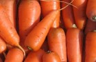 Использование моркови в диетах