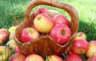 Использование яблок в диетах