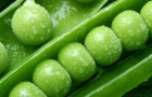Использование зеленого горошка в диетах