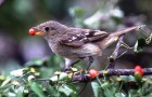 Как птицы распространяют семена растений
