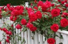 Мелкоцветковые плетистые розы