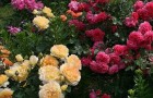Многоцветковые кустовые розы