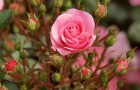 Выращивание роз на земле