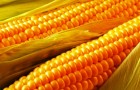 Как вырастить карликовую кукурузу