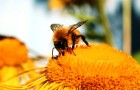 Удивительные ароматы, составляемые пчелами