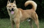 Корейская собака хиндо