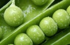 Зеленый горошек – источник фитонутриентов и белков