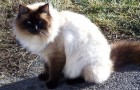 Балинезийская кошка (Балинез) (BAL)