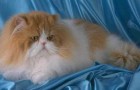 Персидская кошка (PER)