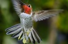Рубиногорлый или красногорлый колибри