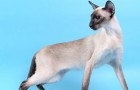 Сиамская короткошерстная кошка (SIA)