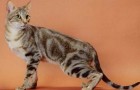 Соукок (Кенийская лесная кошка) (SOK)