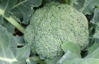 Выращивание брокколи