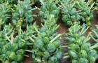 Выращивание брюссельской капусты