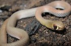 Змея коричневая песчаная