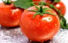 Результаты оценки девятнадцати сортов томатов