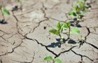 Ученые научат растения копить воду на случай засухи
